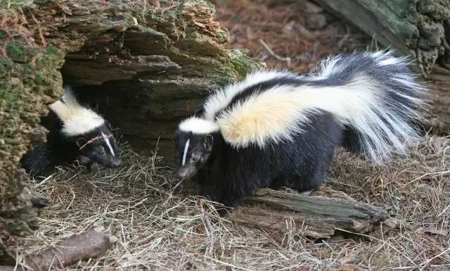 Как Skunk распыляет своих хищников?