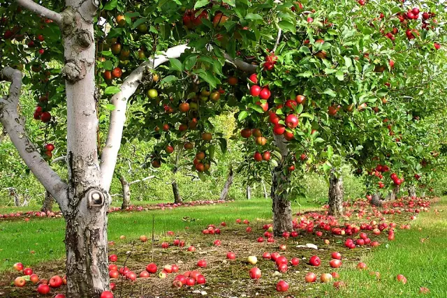 Как быстро растут деревья Apple?