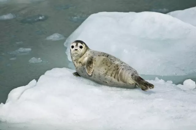 Сколько мне понадобится для защиты крыши от Kool Seal?