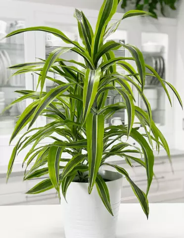 Как ухаживать за кукурузным растением (Dracaena Fragrans)