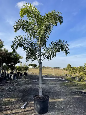 Как ухаживать за Foxtail Palm
