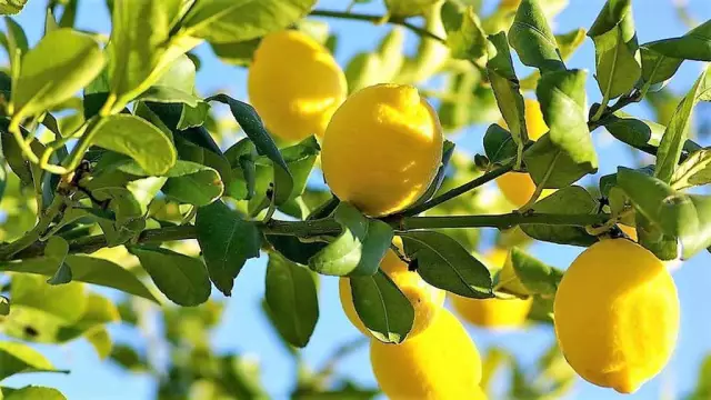 Как ухаживать за лимонным деревом