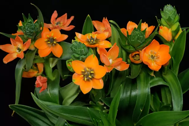 Как заботиться о Ornithogalum Dubium Plant