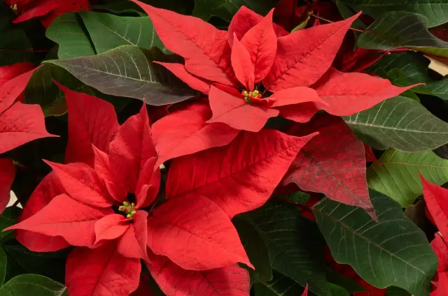 Как ухаживать за Poinsettia
