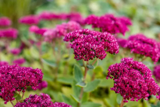 Как ухаживать за Sedum