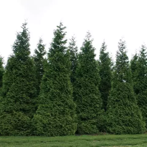 Как ухаживать за Thuja Green Giant