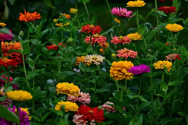 Как ухаживать за Zinnias