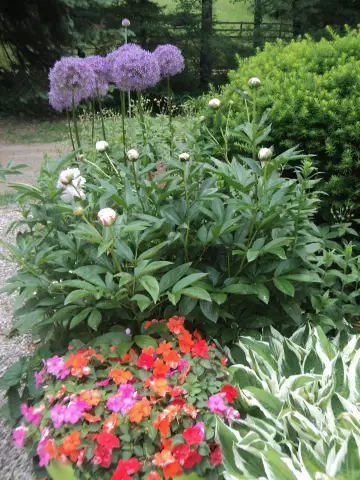 Как высушить Alliums