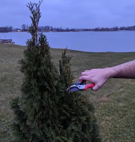 Как заставить Arborvitae Thicker