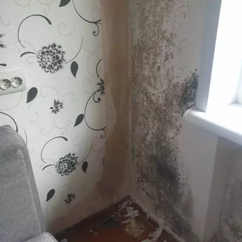 Как получить плесень из лунохода
