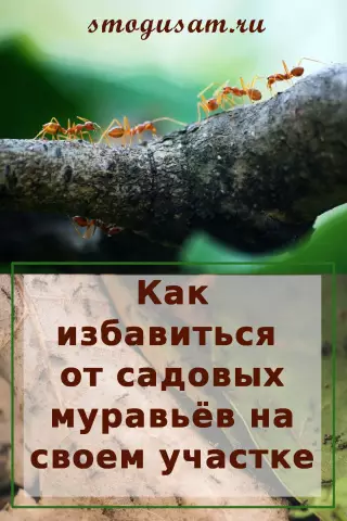 Как избавиться от муравьев, которые проходят через вентиляционные отверстия