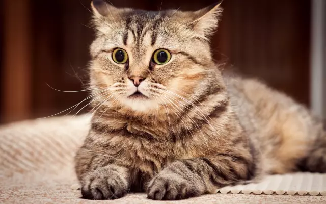 Как избавиться от коты