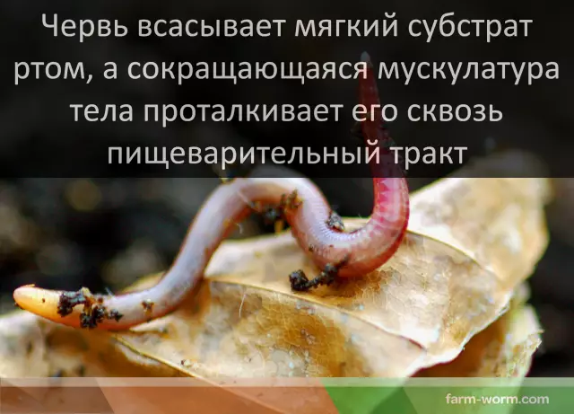 Как избавиться от томатных рогатых червей без пестицидов