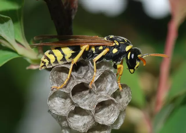 Как избавиться от гнезд Wasp под закрытыми лестницами