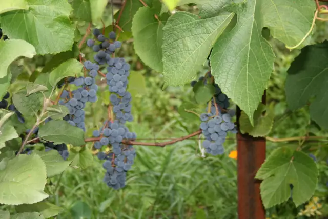 Как выращивать декоративную сладкую картофельную лозу