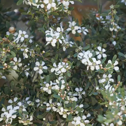 Как вырастить Австралийские чайные деревья (Leptospermum laevigatum)