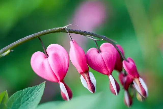Как вырастить кровоточащее сердце (Dicentra)