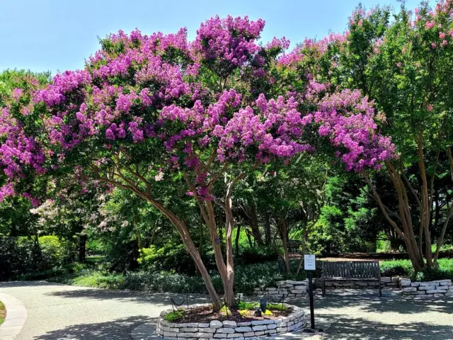 Как вырастить Crape Myrtle от резки