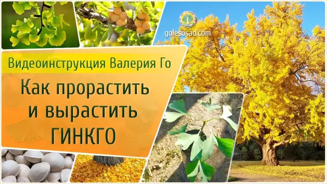Как вырастить ползучую флокса