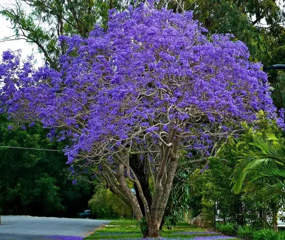 Как вырастить дерево Жакаранды (Jacaranda mimosifolia)