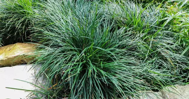 Как вырастить Mondo Grass