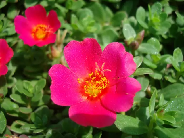 Как вырастить Мосс Роуз (Portulaca grandiflora)