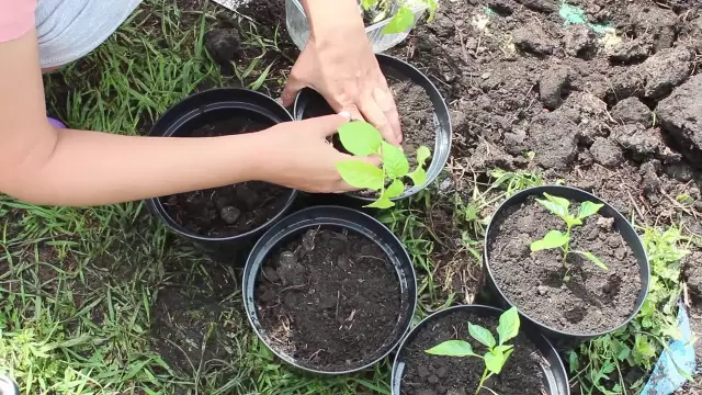 Как выращивать перцы