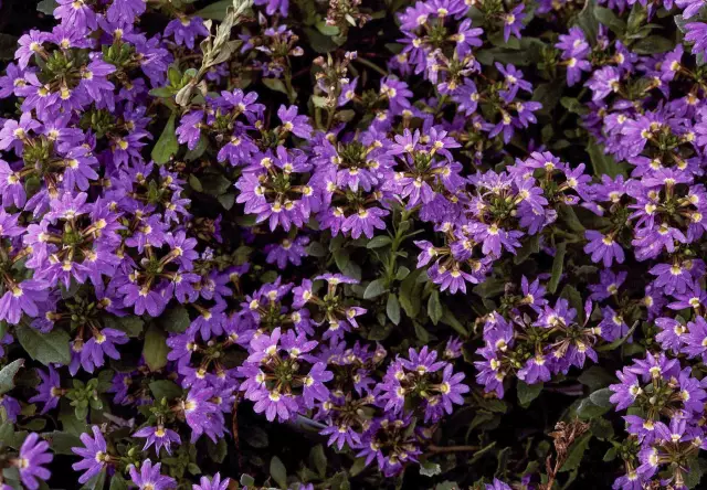 Как вырастить Scaevola