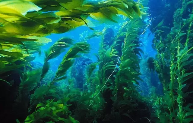 Как выращивать морские водоросли дома
