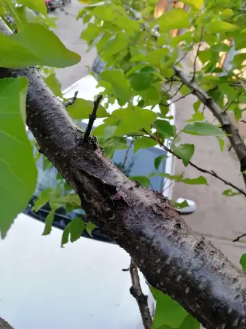 Как помочь дереву, которое переувлажнено