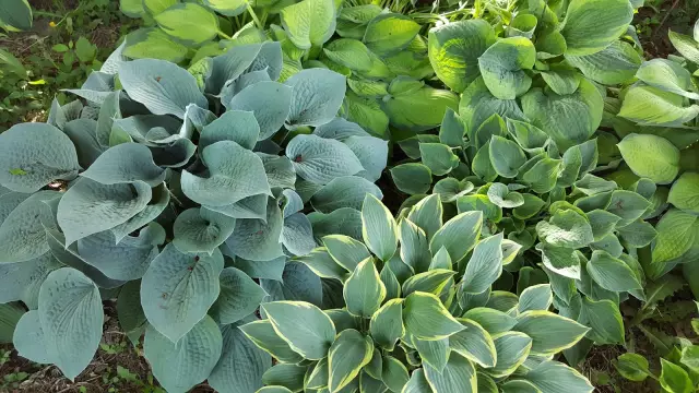 Как сохранить оленей от еды Hostas