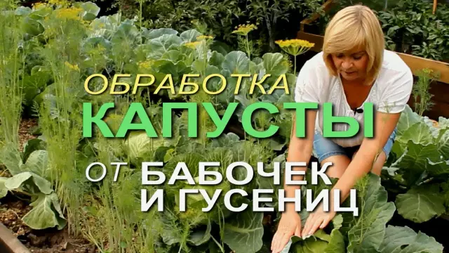 Как сохранить вредителей и животных из мусора
