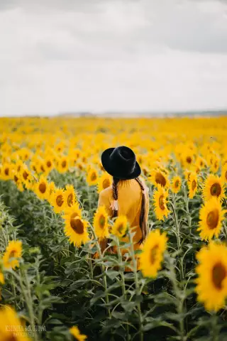 Как сохранить подсолнухи живыми