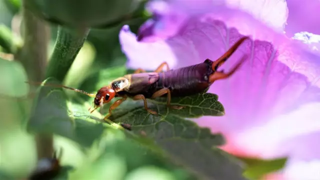 Как сделать управление Earwig дома