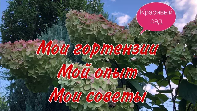 Как сделать мои гортензии красными