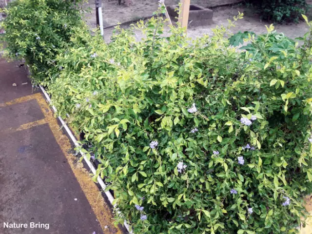 Как выращивать и выращивать ледяной завод (Lampranthus)