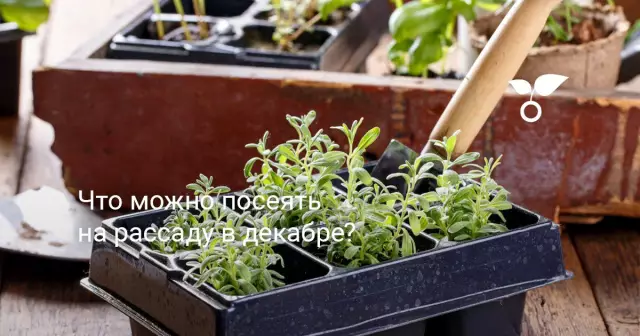 Как посеять семена в чашках