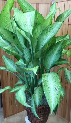 Как распространять Dieffenbachia