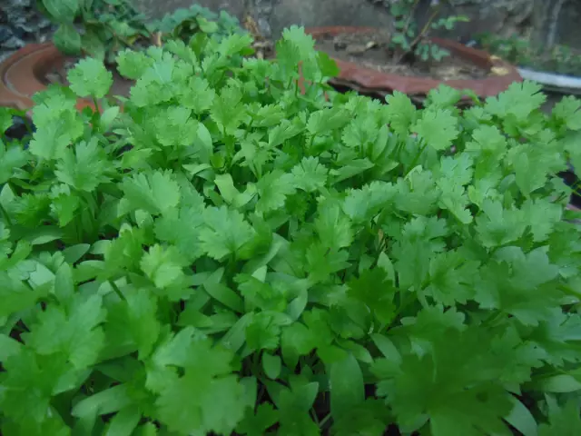 Как обрезать Cilantro