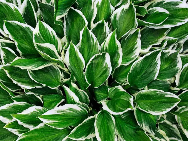 Как обрезать Hostas