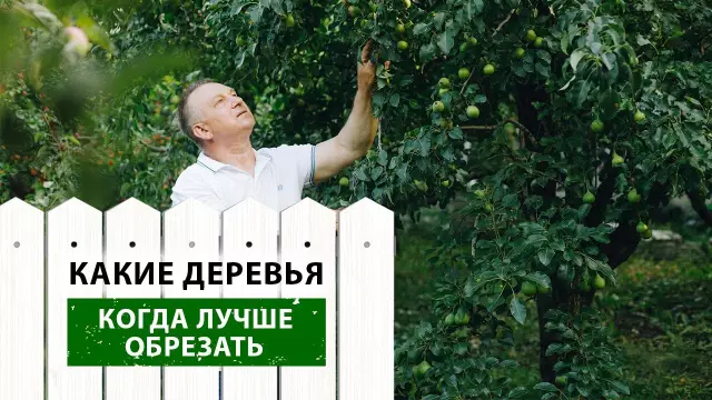Как обрезать итальянские кипарисовые деревья