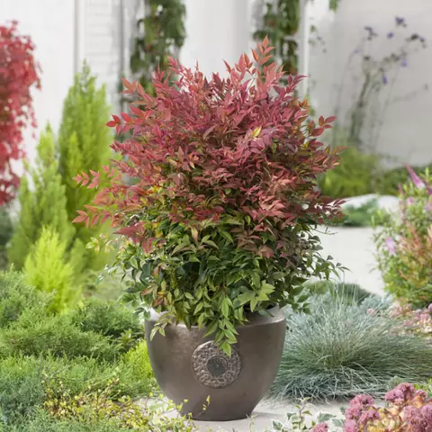 Как обрезать Nandina Domestica