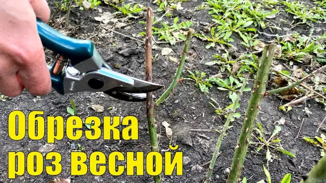 Как обрезать заросшие розы