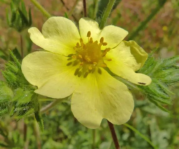Как обрезать кусты Potentilla