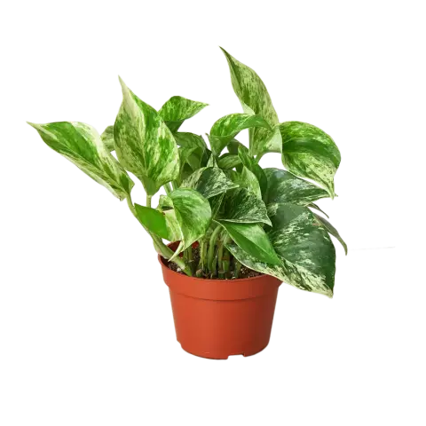 Как обрезать Pothos