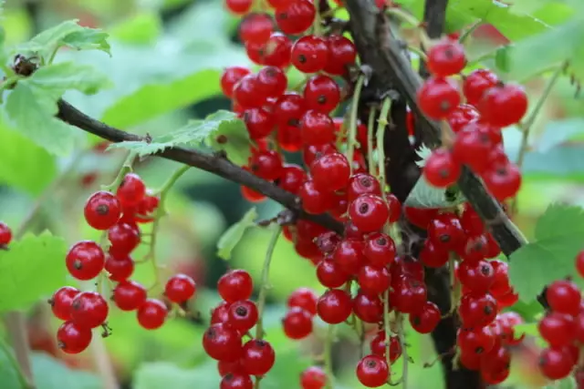 Как обрезать красную подсказку Photinia