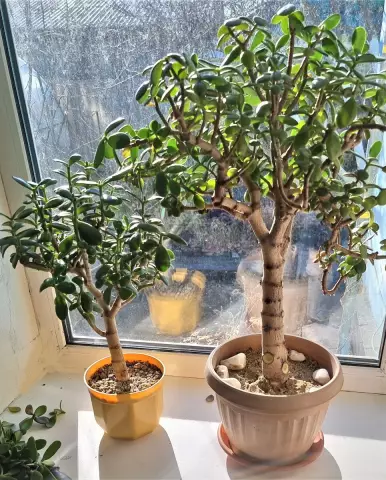 Как обрезать дерево Redbud