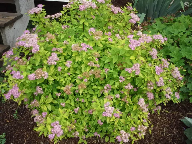 Как обрезать кусты Spirea