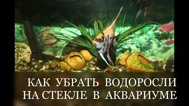 Как удалить водоросли из прудов