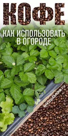 Как использовать кофе в саду